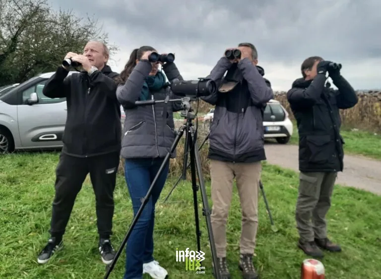 Rugney > Sorties & Découvertes > La migration des oiseaux