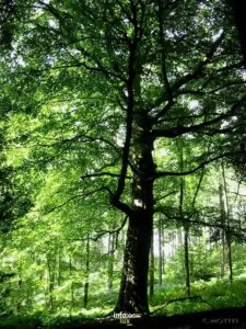 Le Bois de Viné à Durbuy : balade en forêt — Durbuy Le Bois de Viné à Durbuy : balade en forêt — Durbuy