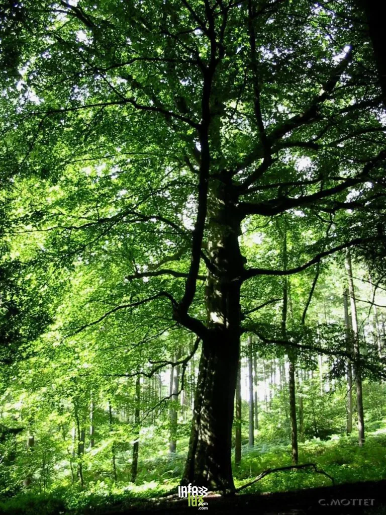 Le Bois de Viné à Durbuy : balade en forêt