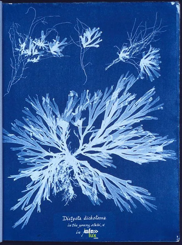 Saint-Louis > Atelier > Le monde en bleu: atelier de cyanotypie avec Sandrine Rummelhardt