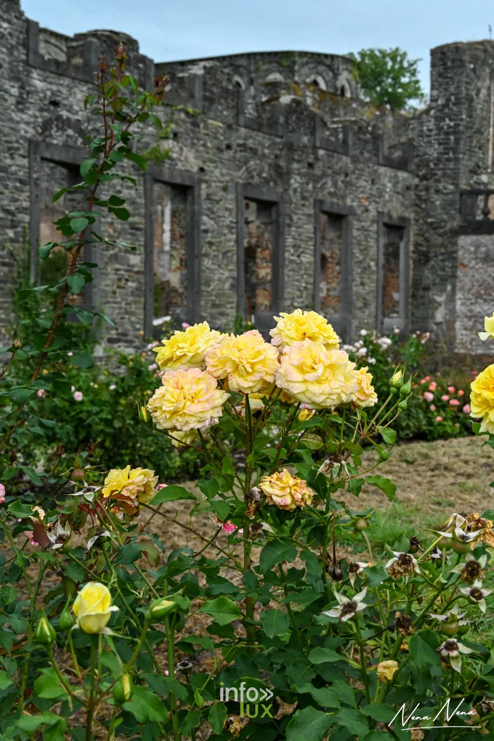 Roses jaunes en fleurs devant les ruines de l’Abbaye de Villers-la-Ville
