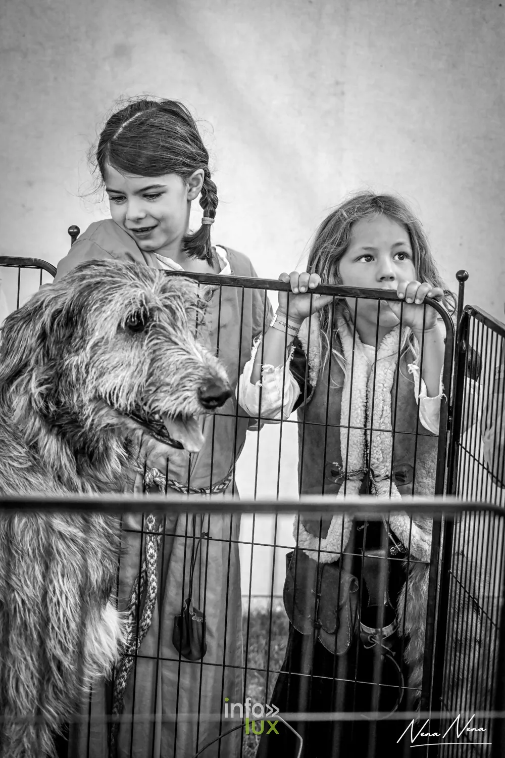 Deux fillettes observent un lévrier irlandais derrière la grille de l’enclos, en noir et blanc