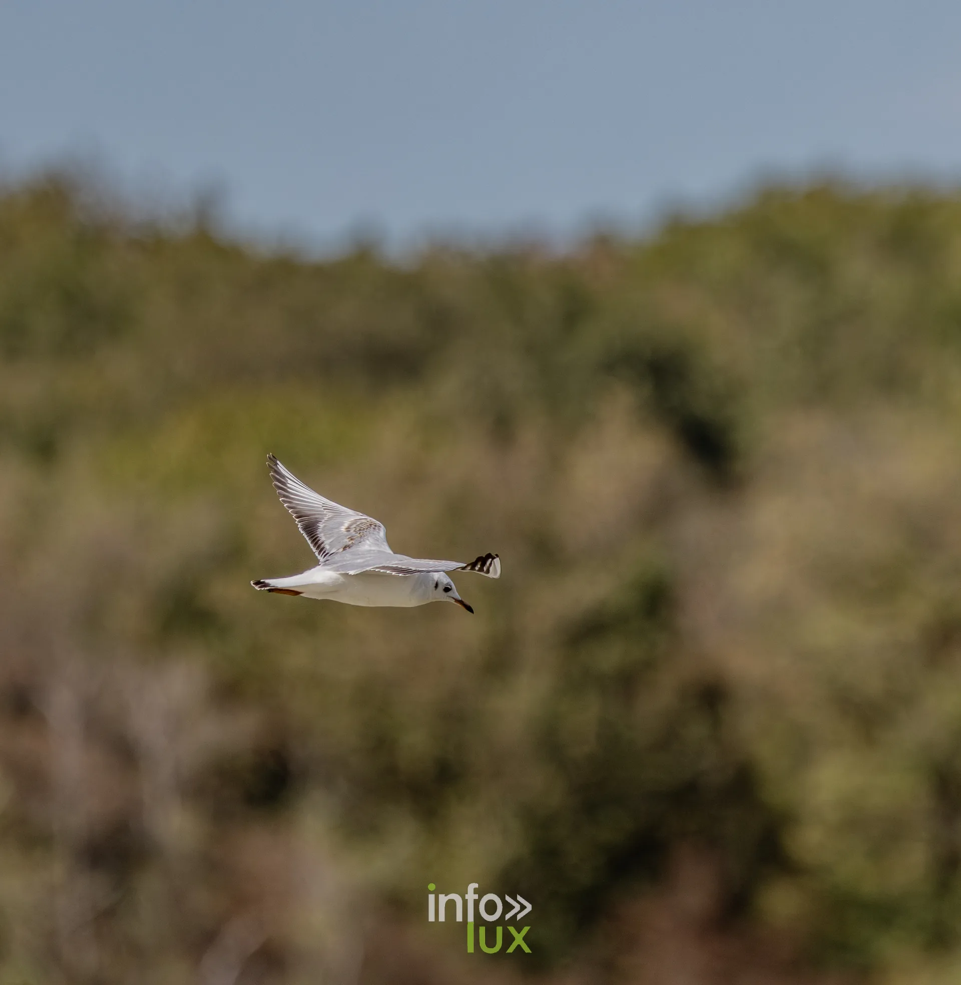 Jeune mouette rieuse en vol au-dessus de l'etang de Virelles