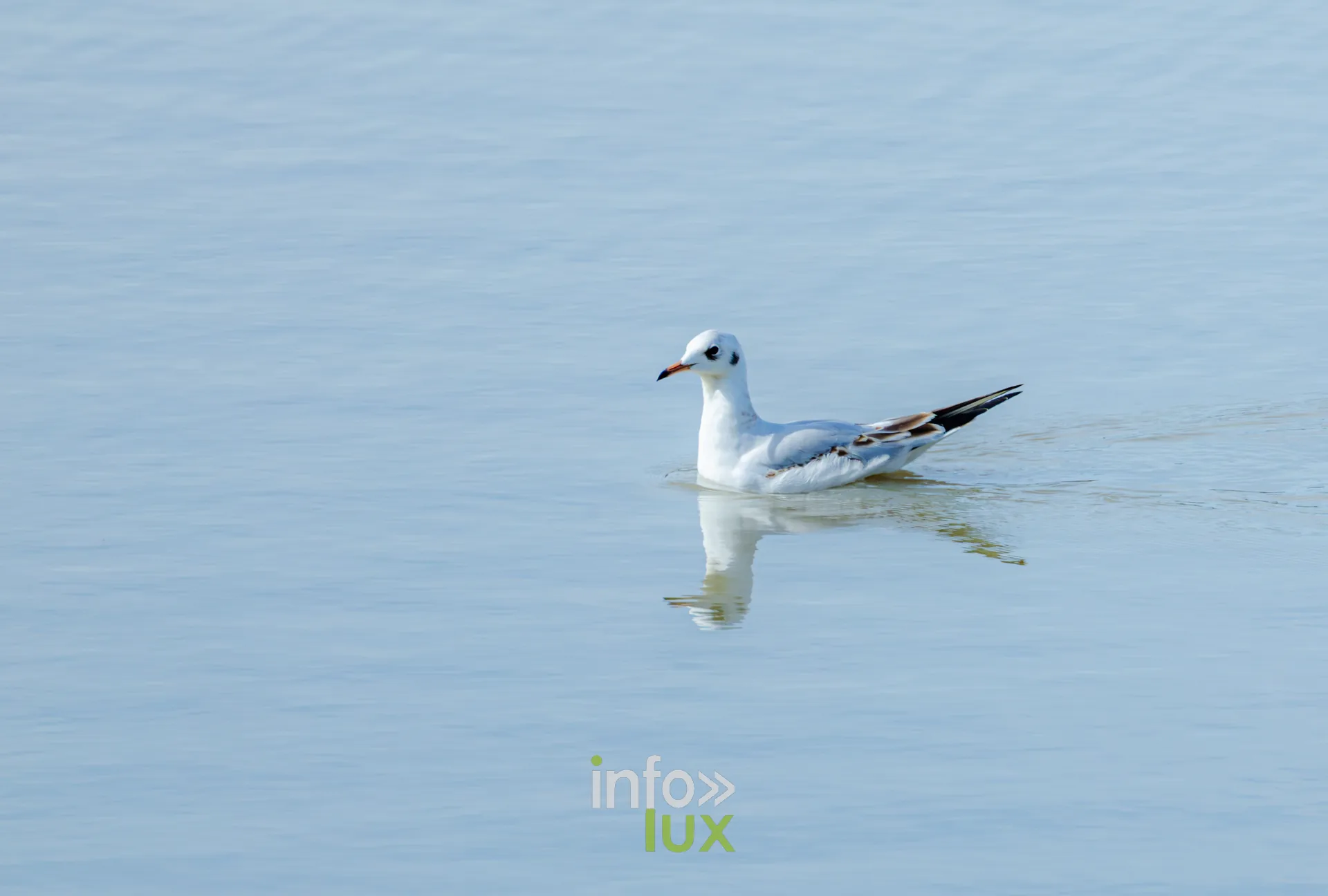 Mouette rieuse en plumage d'hiver nageant sur l'etang de Virelles
