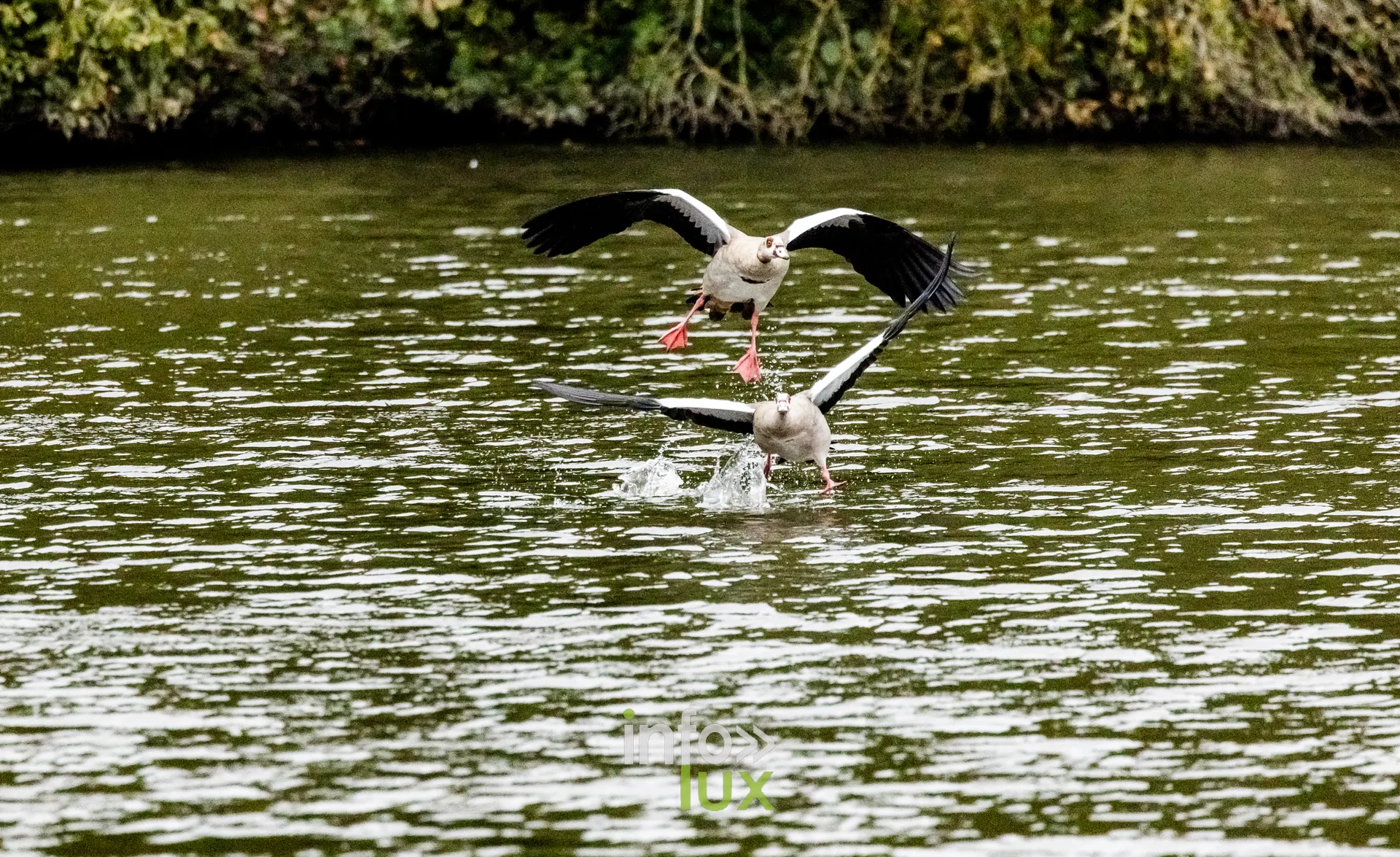 Ouettes d'Egypte se posant sur l'eau du vieux canal de Ronquieres