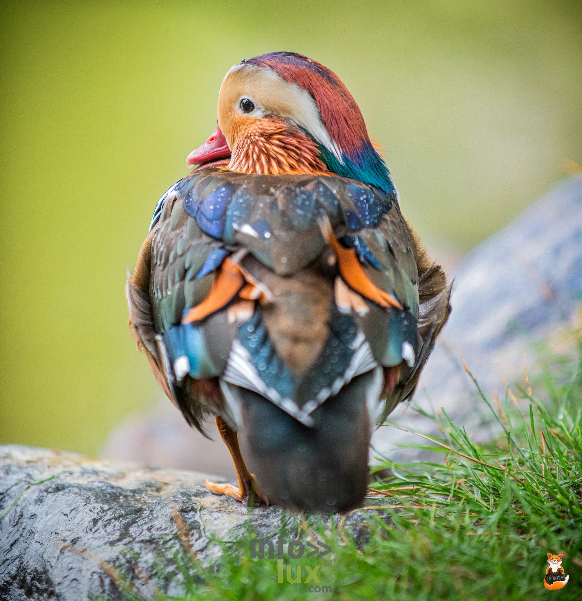 Canard mandarin aux couleurs vives, posé sur une pierre, à Pairi Daiza