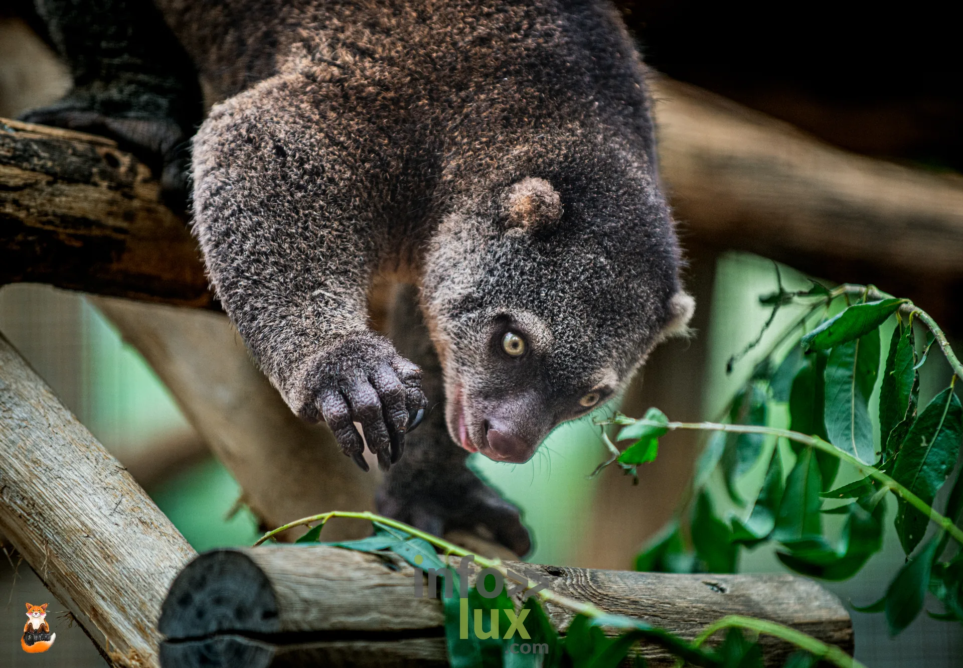 Marsupial arboricole suspendu à une branche, attrapant une feuille