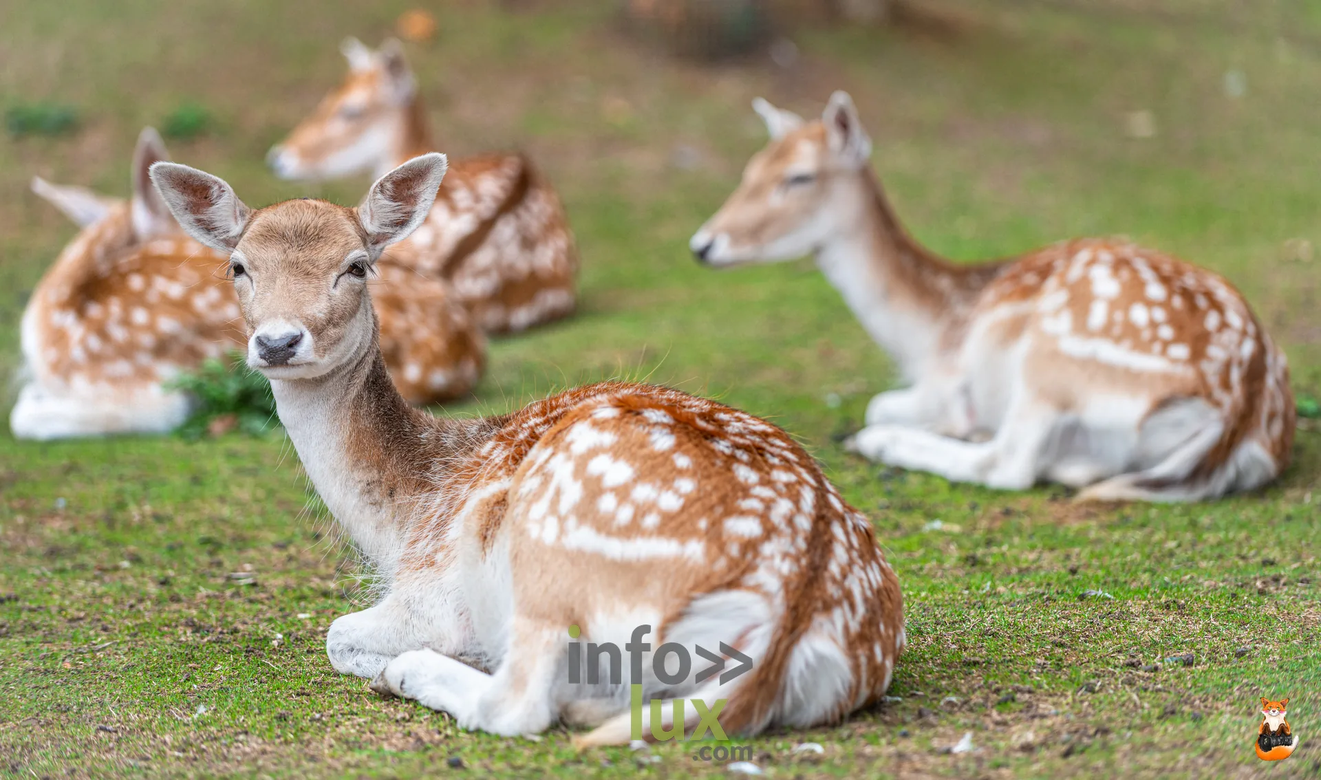 Groupe de daims couchés dans l’herbe, à Pairi Daiza