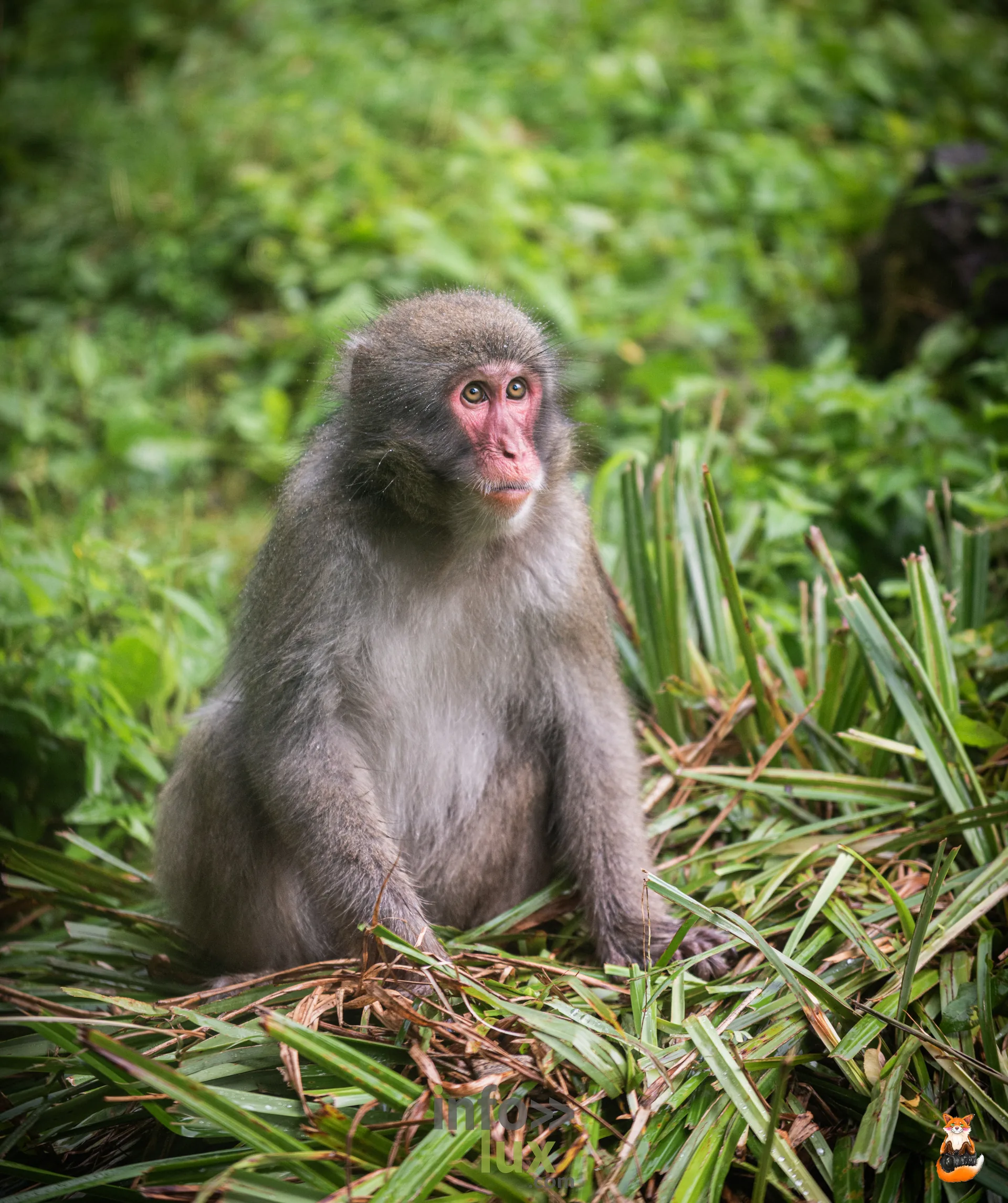 Macaque japonais assis dans la végétation, à Pairi Daiza