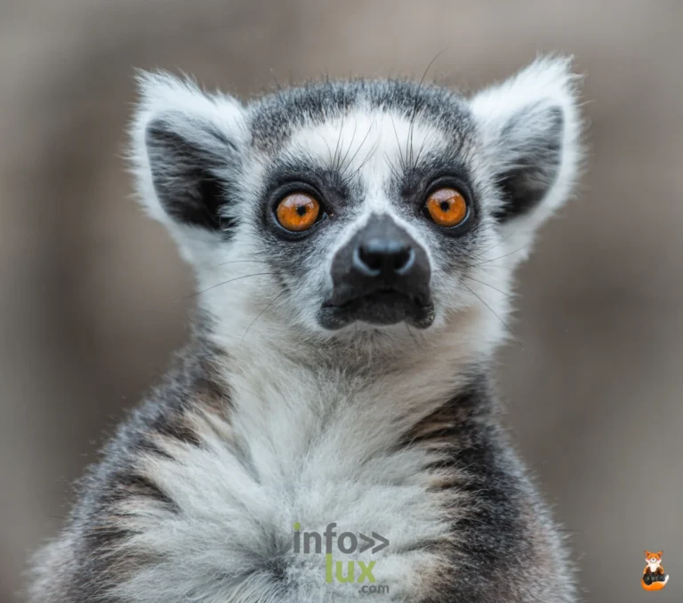 Maki catta en gros plan, les yeux orange, à Pairi Daiza