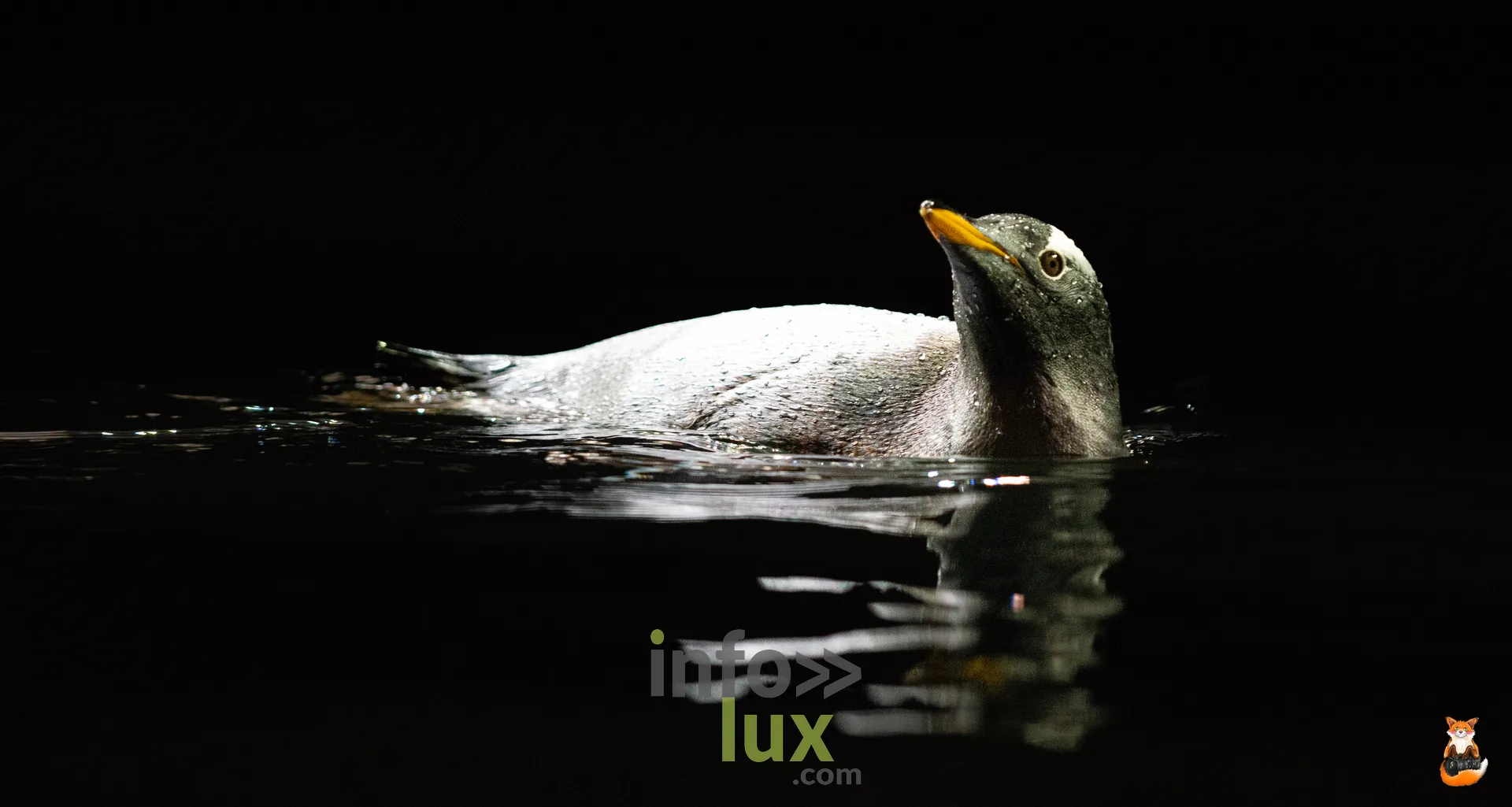 Manchot nageant sur une eau sombre, son reflet visible, à Pairi Daiza