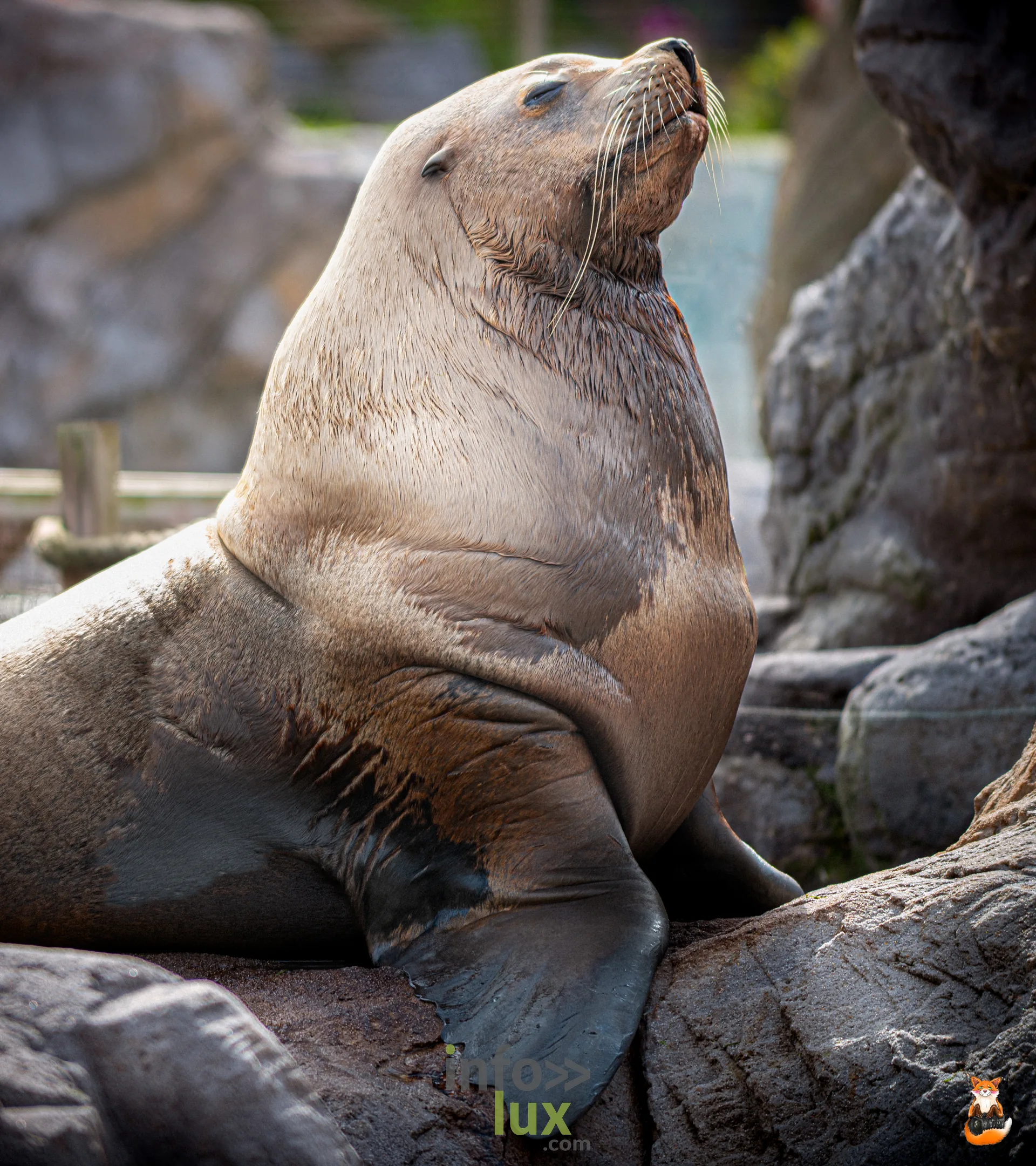 Otarie dressée sur les rochers, museau levé, à Pairi Daiza