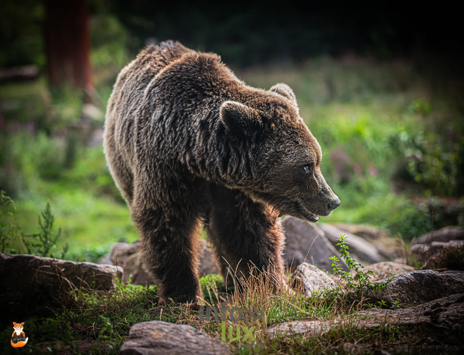 Ours brun de profil marchant dans l’herbe, à Pairi Daiza