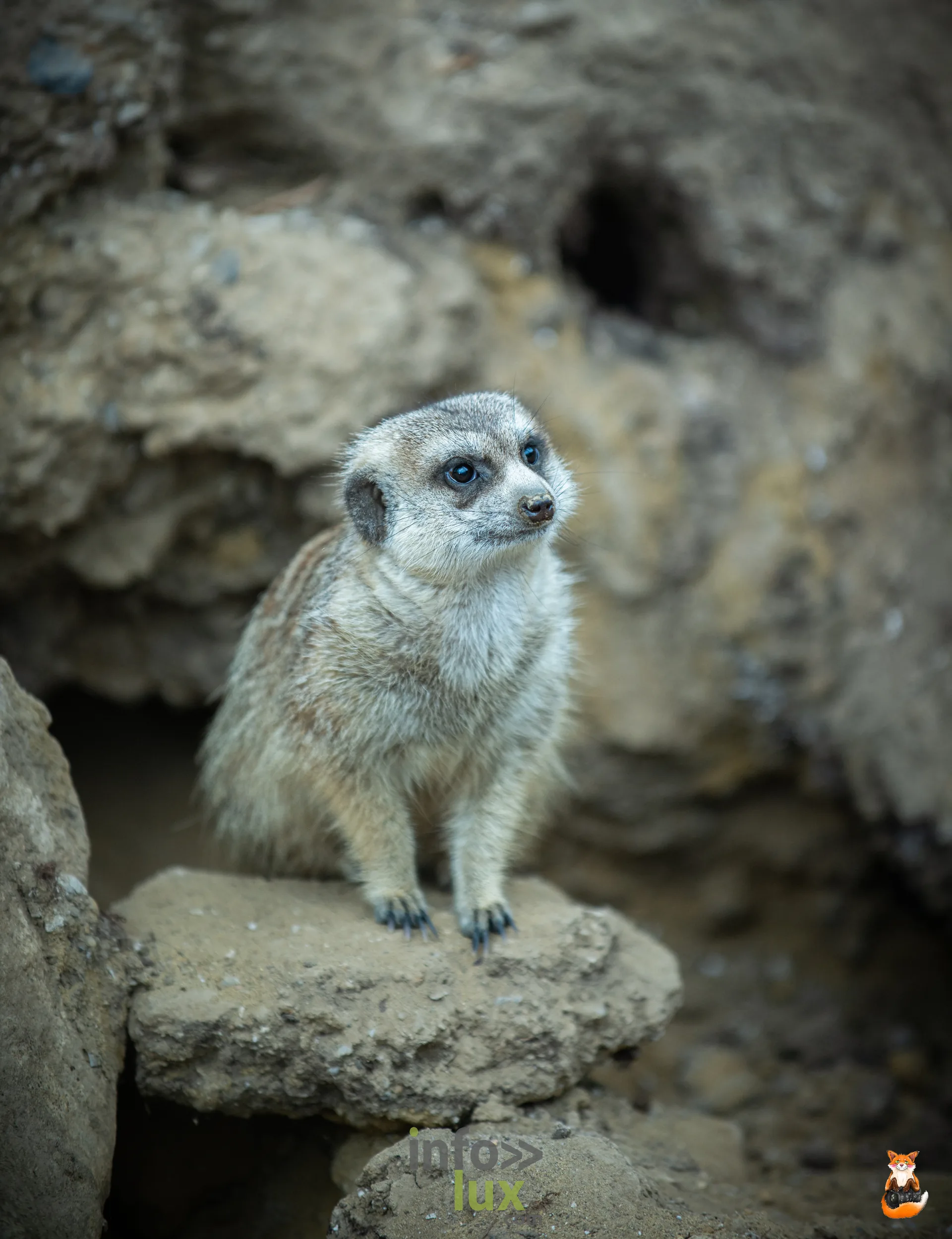 Suricate dressé sur un rocher, à Pairi Daiza