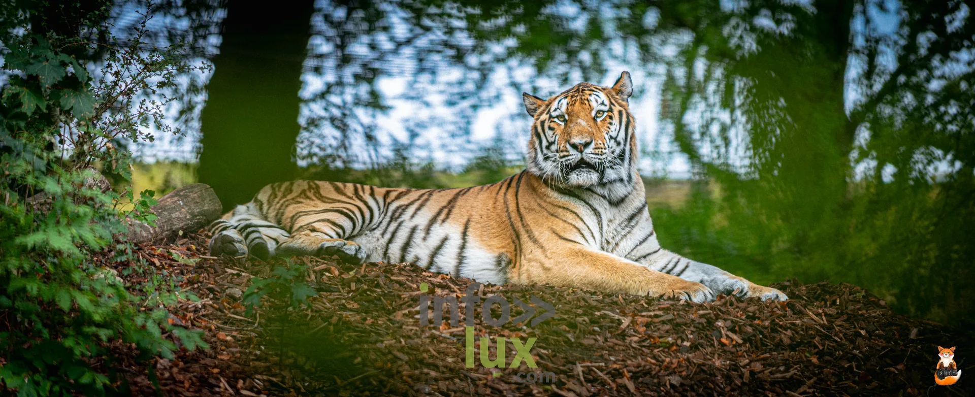 Tigre allongé à l’ombre des arbres, dans son enclos de Pairi Daiza