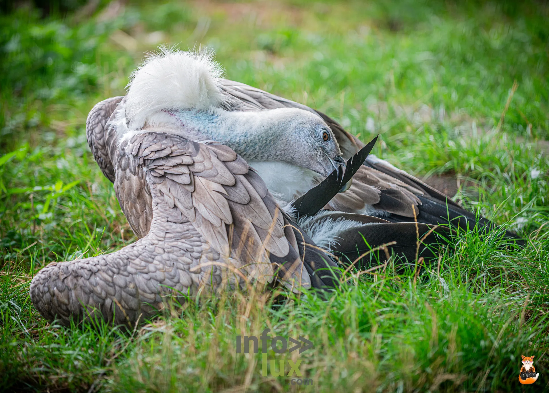 Grand rapace se lissant les plumes dans l’herbe, à Pairi Daiza