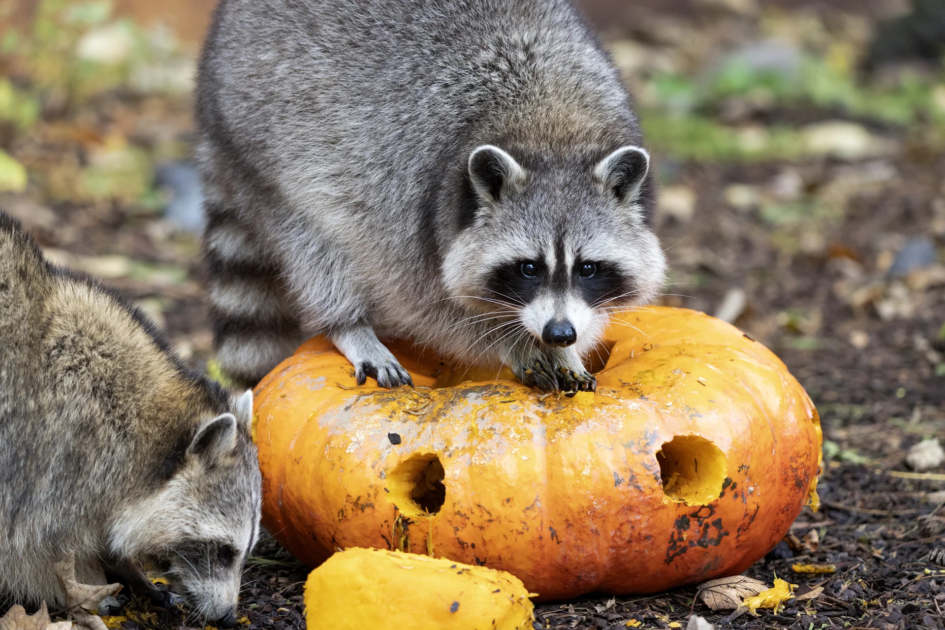 Deux ratons laveurs occupés à vider une citrouille à Pairi Daiza