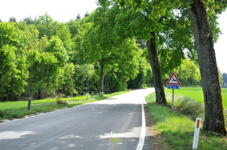 Porcheresse : Promenade du Champ du Bois à Havelange : balade en forêt