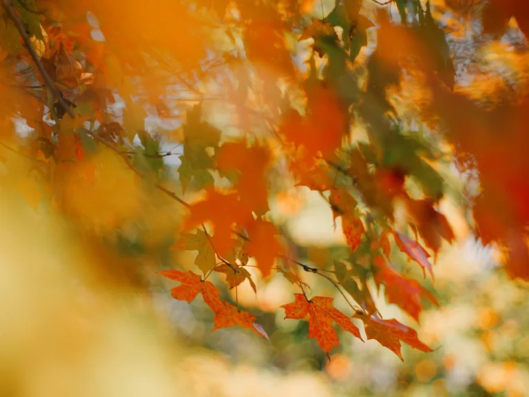 Feuillage d’automne orange et vert en lumière douce, flou d’arrière-plan