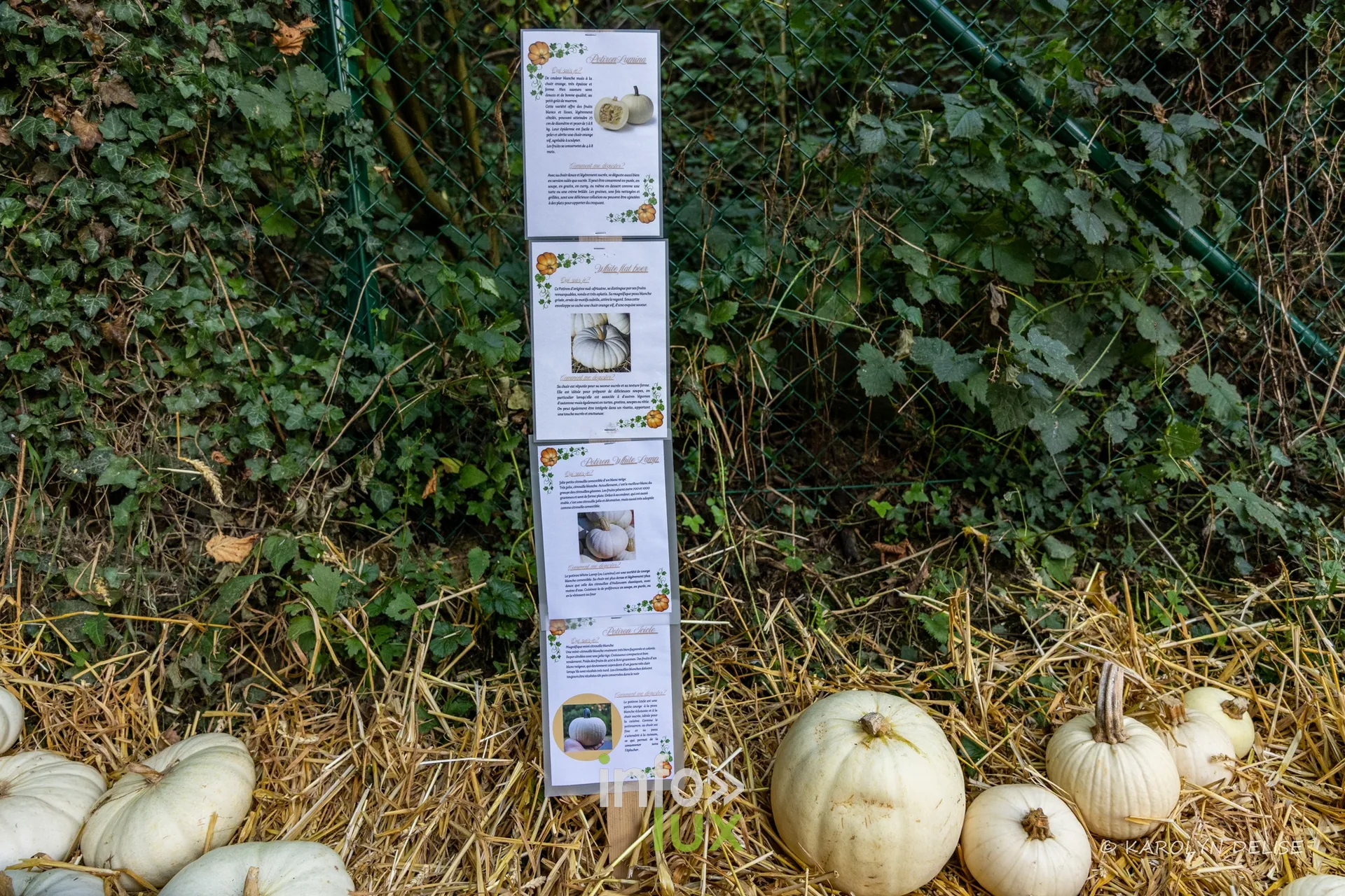 Les Potirons d’Émeraude à Baulers en 2026, photo 63