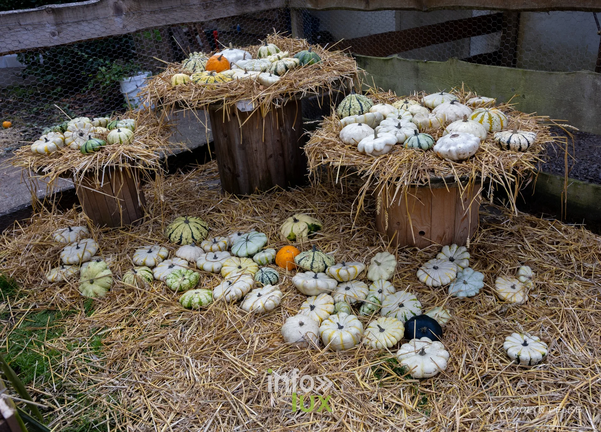 Les Potirons d’Émeraude à Baulers en 2026, photo 82