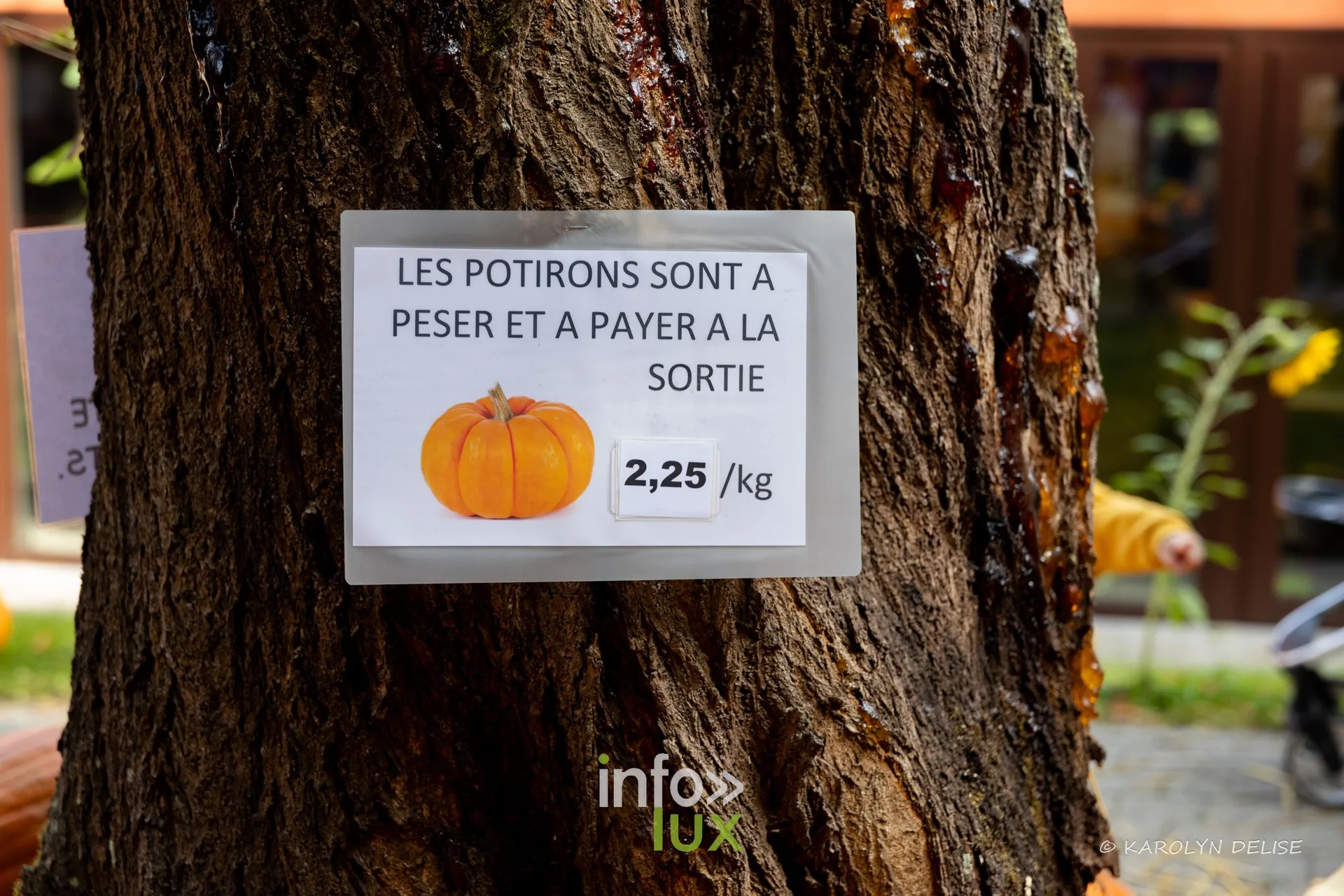 Les Potirons d’Émeraude à Baulers en 2026, photo 96