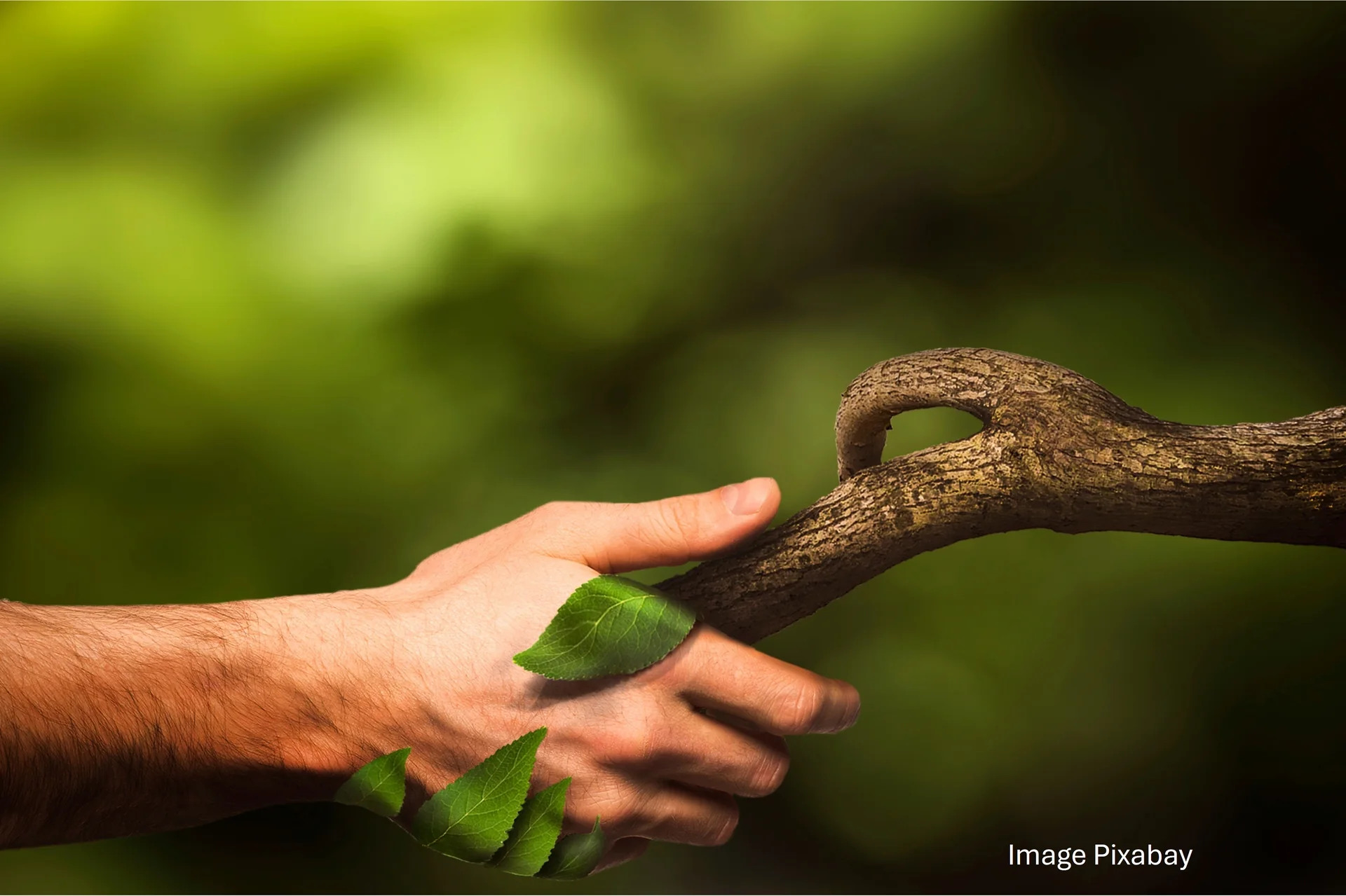Une main serre une branche d'arbre comme une poignée de main, symbole de réconciliation entre l'humain et la nature