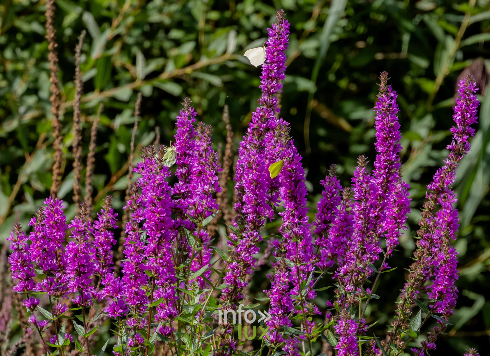 Fleurs mauves de salicaire et papillon blanc au bord de l'etang de Virelles
