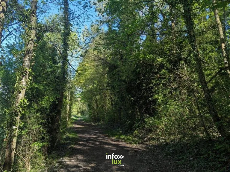 Sentier floristique à Toul : randonnée