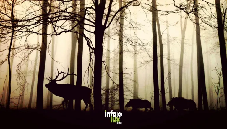 Montenach > Jeune public & Famille > Sortie nature – Forêt hantée !