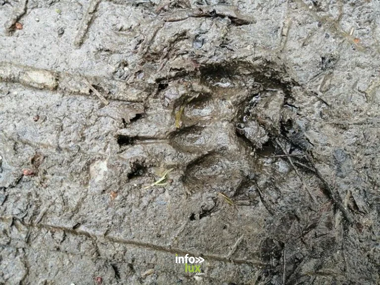 Sélestat > Sport > Sortie : traces et indices dans l’Ill*Wald