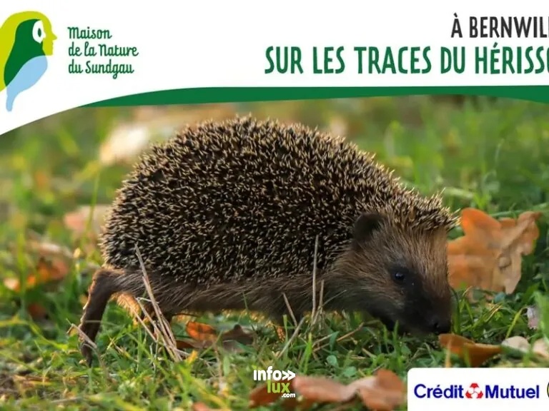 Bernwiller > Sport > Sur les traces du hérisson à Bernwiller