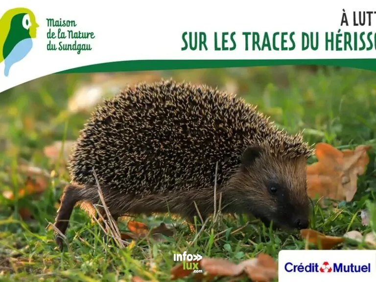 Sur les traces du hérisson à Lutter à Lutter