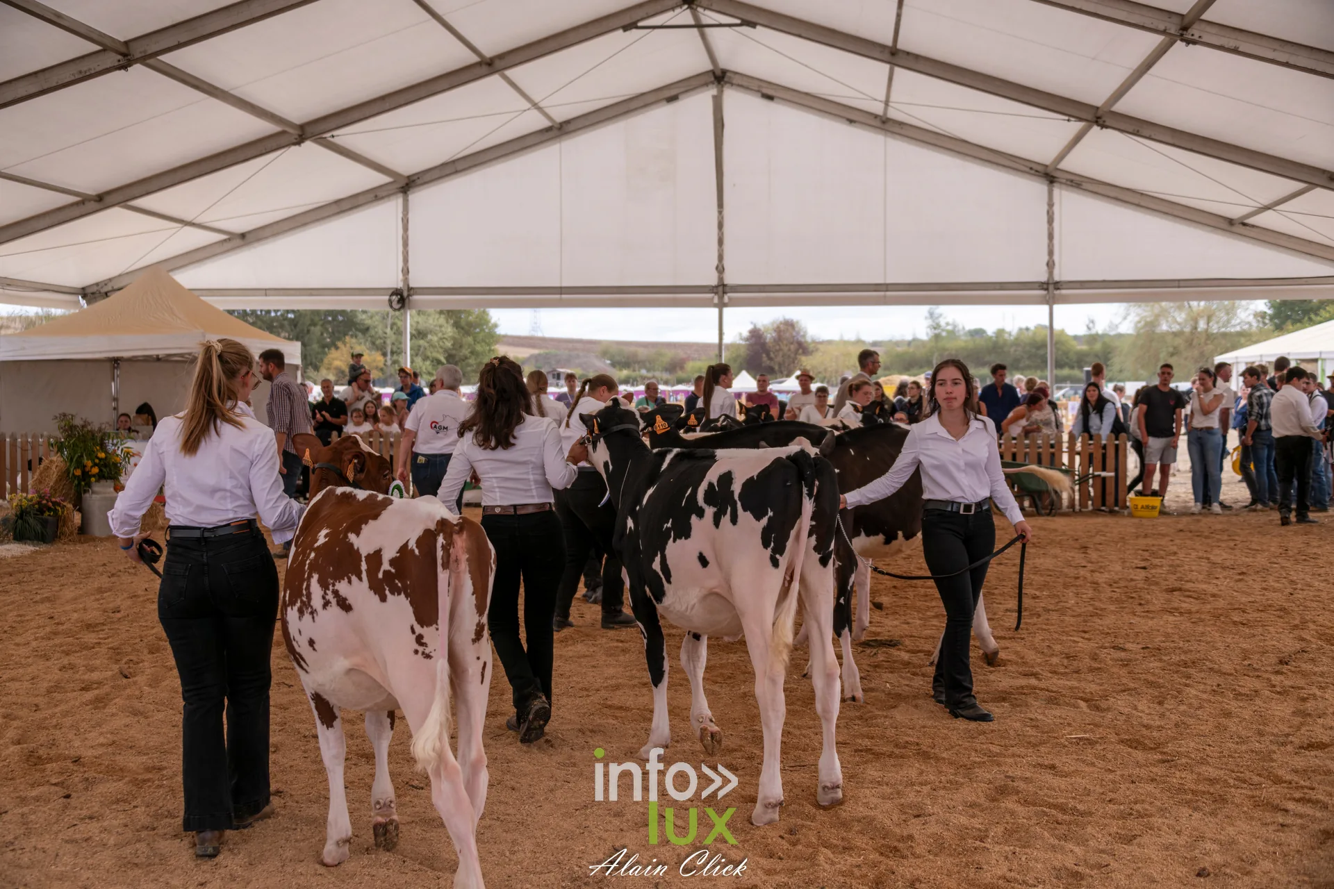 Presentation de vaches laitieres pie rouge et pie noire sous le chapiteau elevage des Terres de Jim 2026 a Metz-Magny