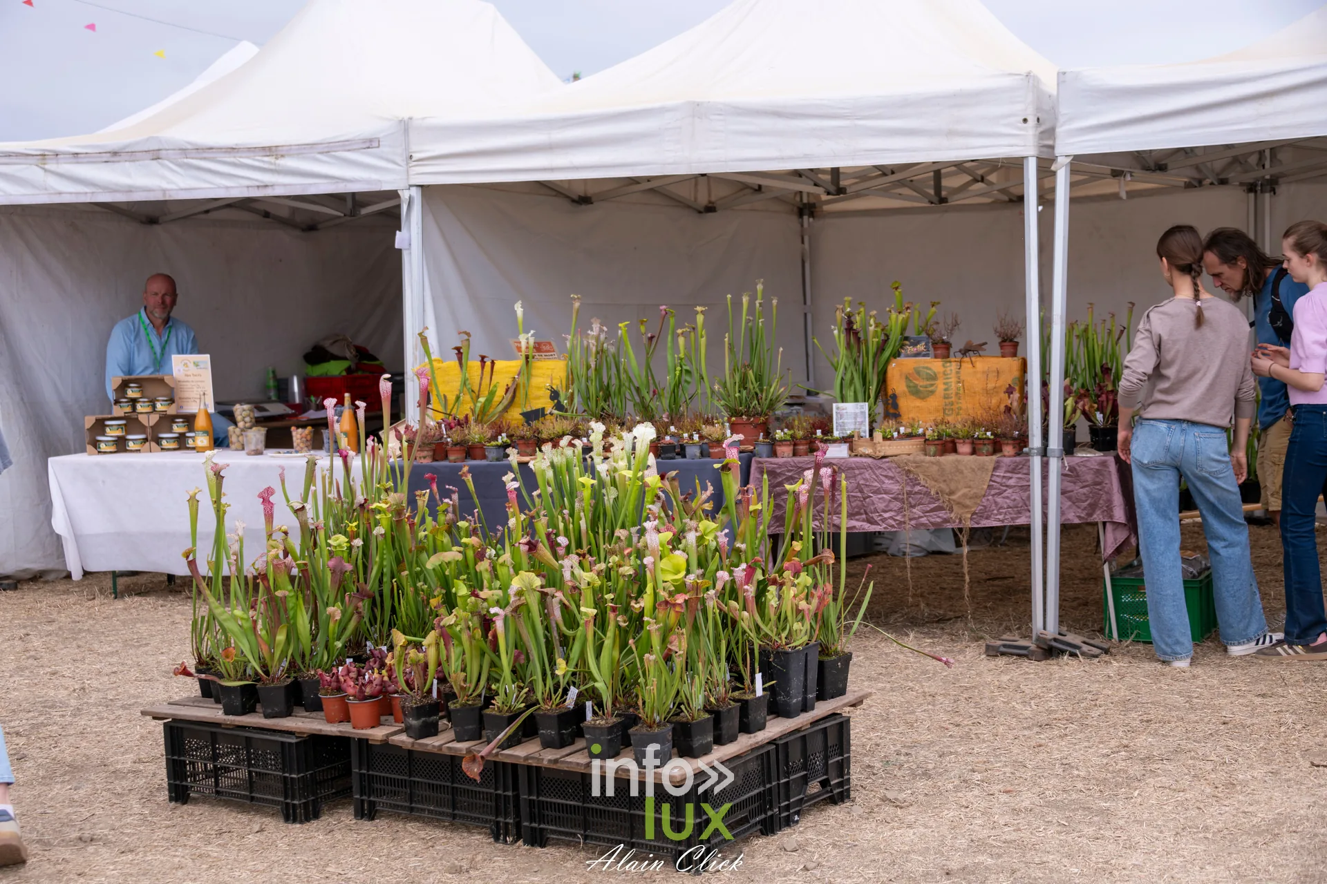 Stand de plantes carnivores sous un chapiteau aux Terres de Jim