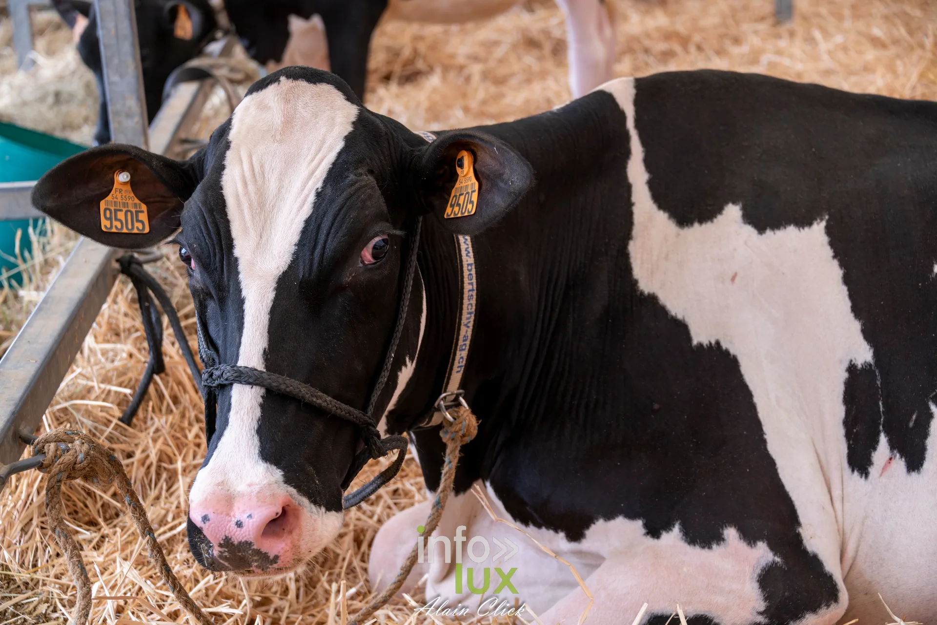 Vache Prim Holstein pie noire couchee dans la paille aux Terres de Jim