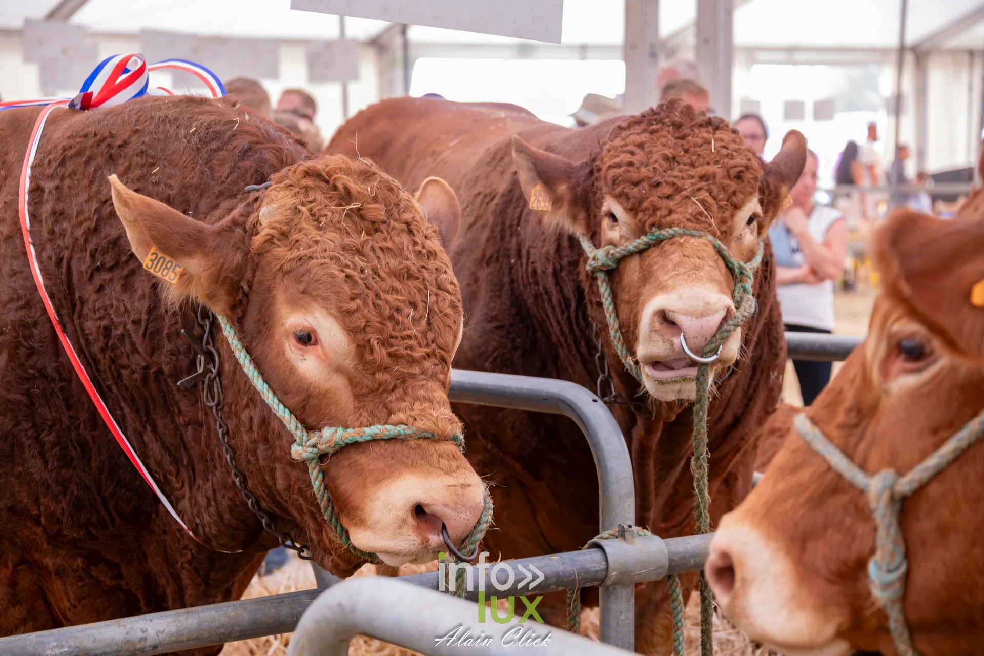 Taureaux limousins au licol alignes sous le chapiteau elevage