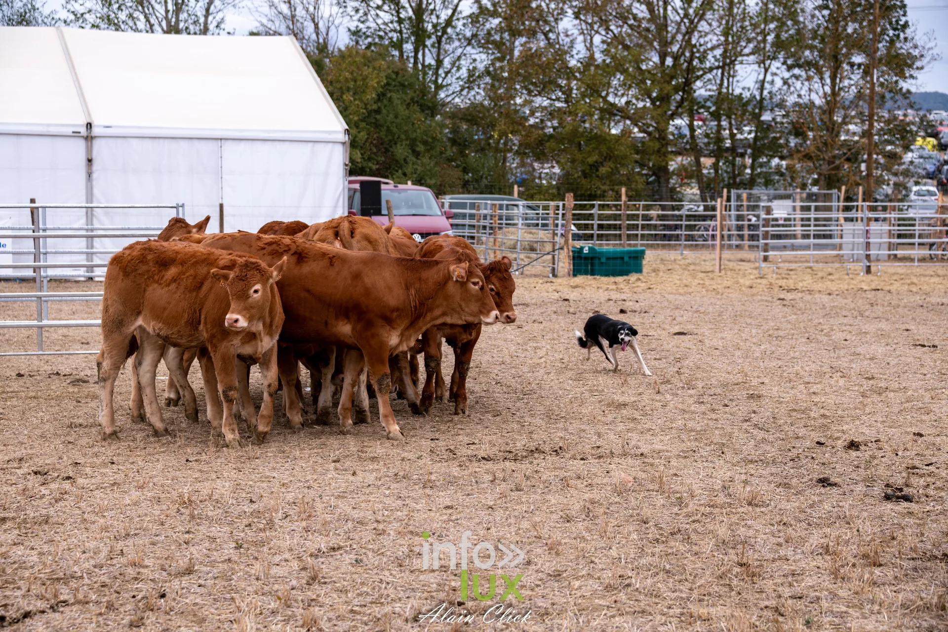 Chien de troupeau border collie rassemblant des vaches limousines aux Terres de Jim