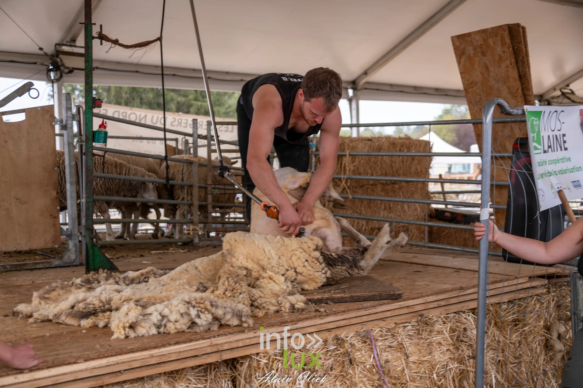 Tondeur de moutons en pleine tonte d une brebis aux Terres de Jim