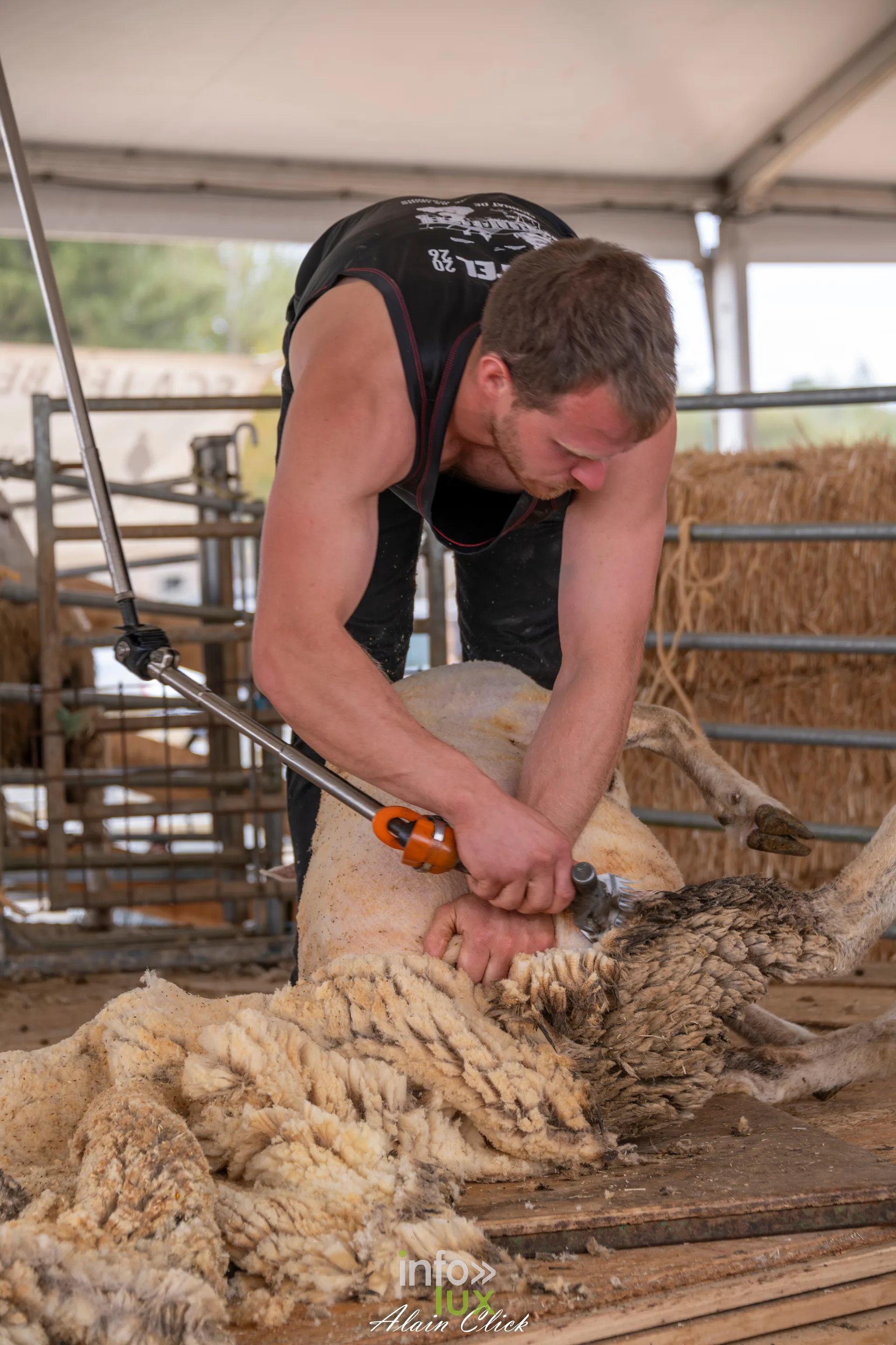 Tondeur de moutons maintenant une brebis pendant la tonte