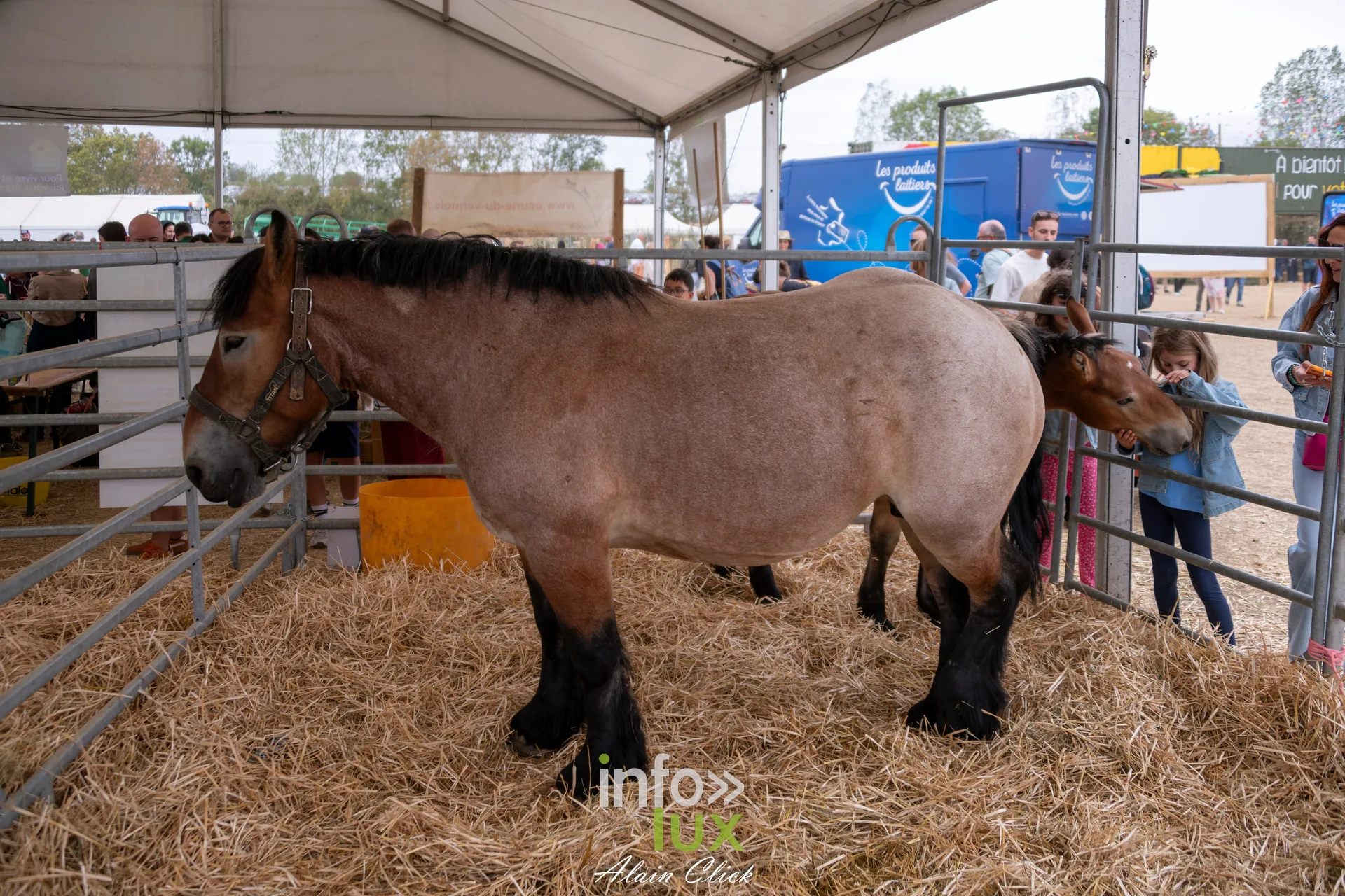 Cheval de trait ardennais dans un box de paille aux Terres de Jim