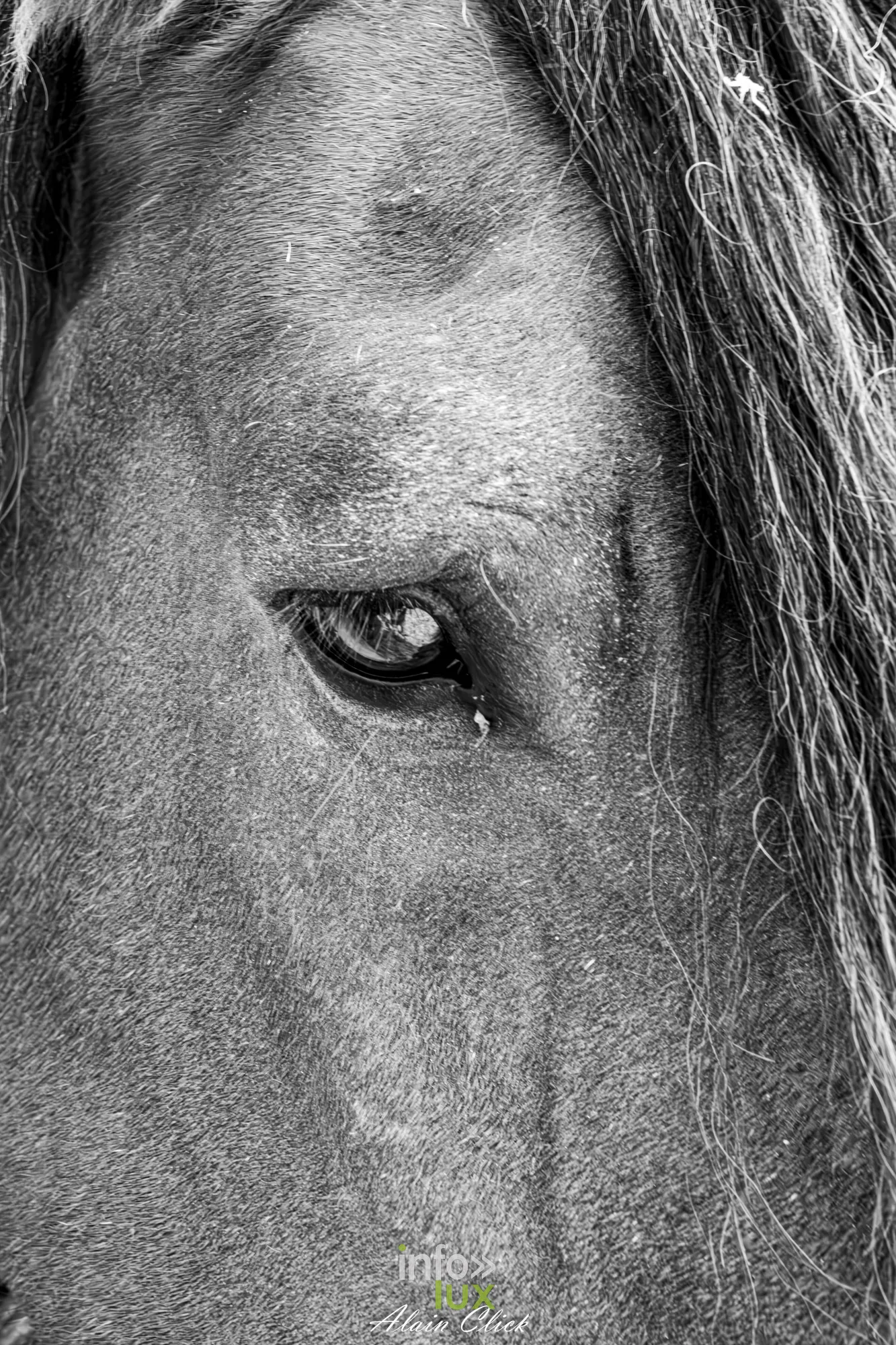 7e biennale équestre au château de Thillombois (Meuse) : la Garde républicaine, voltige, attelages et numéros de dressage