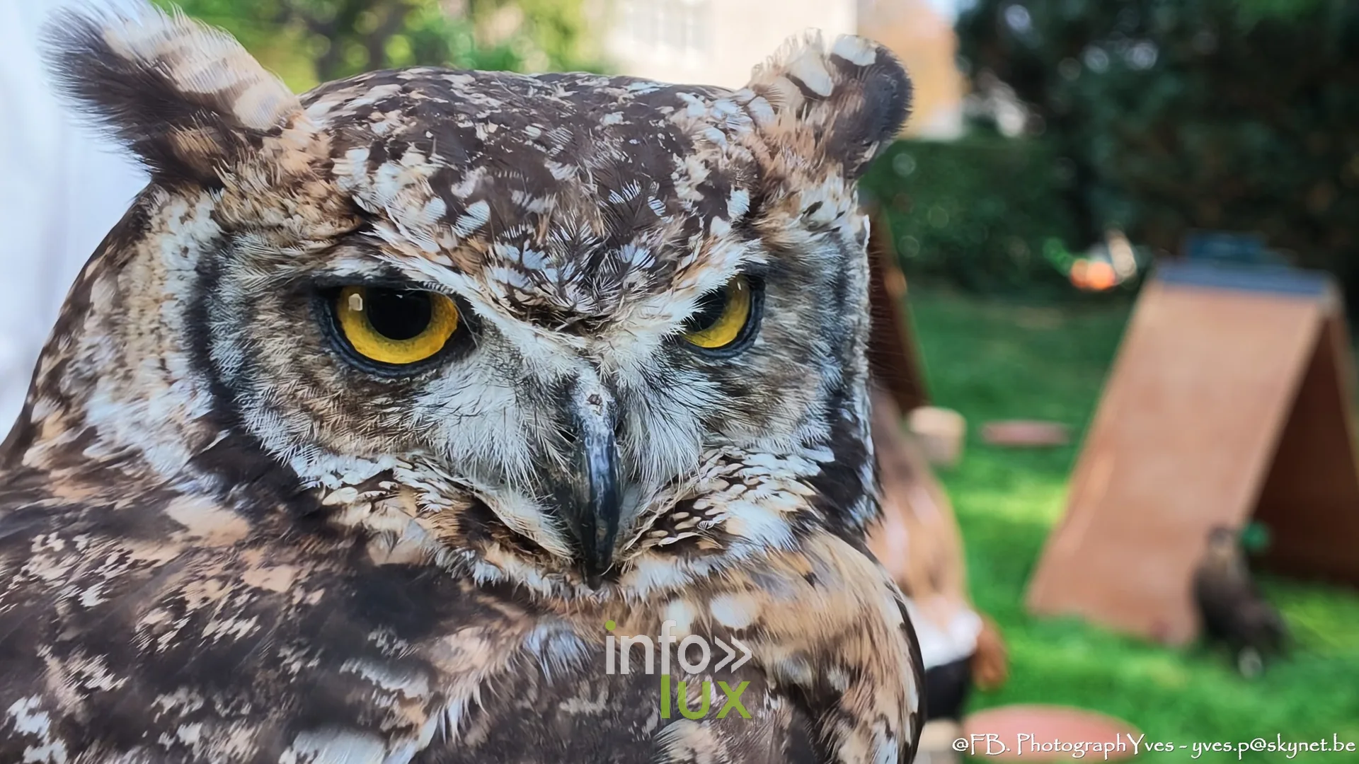 Gros plan sur un hibou grand-duc lors de la fauconnerie, Valhalla Days 2026 à Ciney