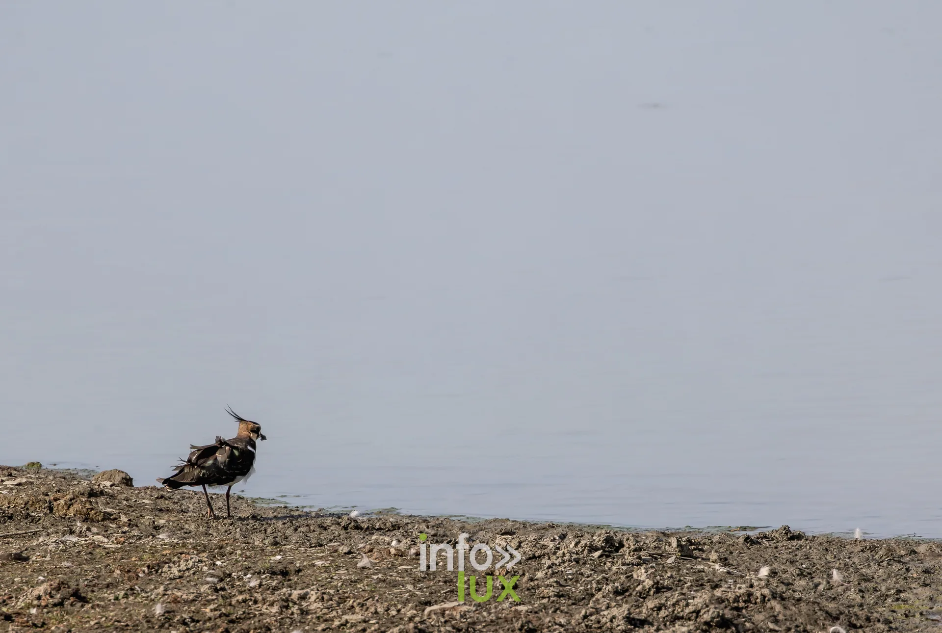 Vanneau huppe debout sur la berge de l'etang de Virelles