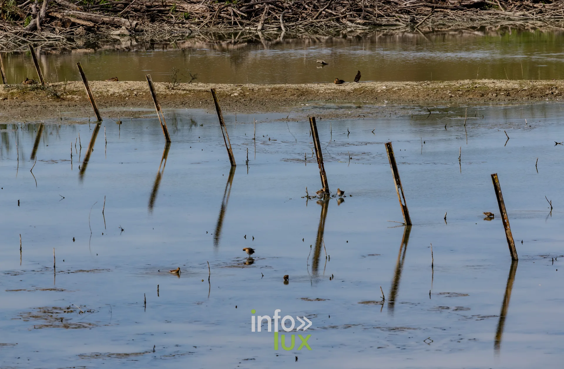 Pieux de bois emergeant de la vasiere de l'etang de Virelles a la fin de l'ete