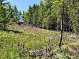 Virée à Chêne à Libin : balade en forêt — Libin Virée à Chêne à Libin : balade en forêt — Libin