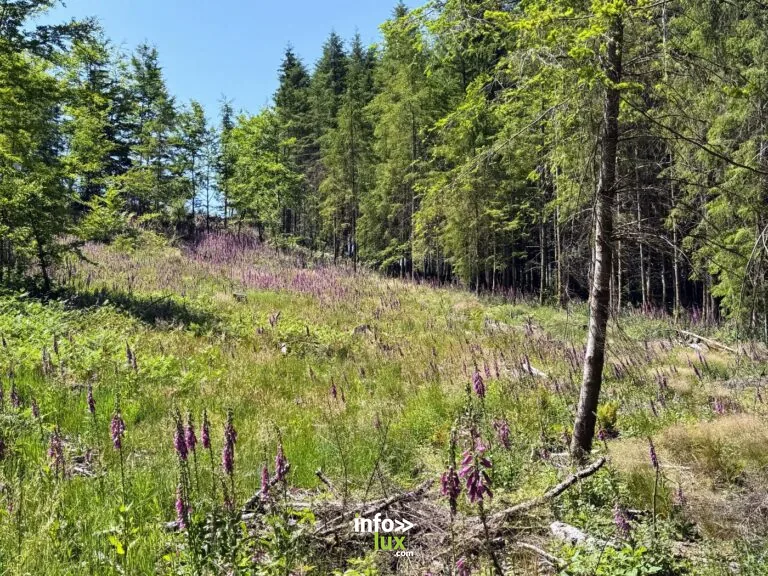Virée à Chêne à Libin : balade en forêt