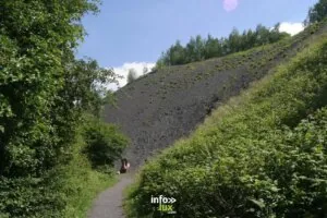 Visite du biotope du terril et le circuit des arbres à Blegny : balade en forêt — Blegny Visite du biotope du terril et le circuit des arbres à Blegny : balade en forêt — Blegny