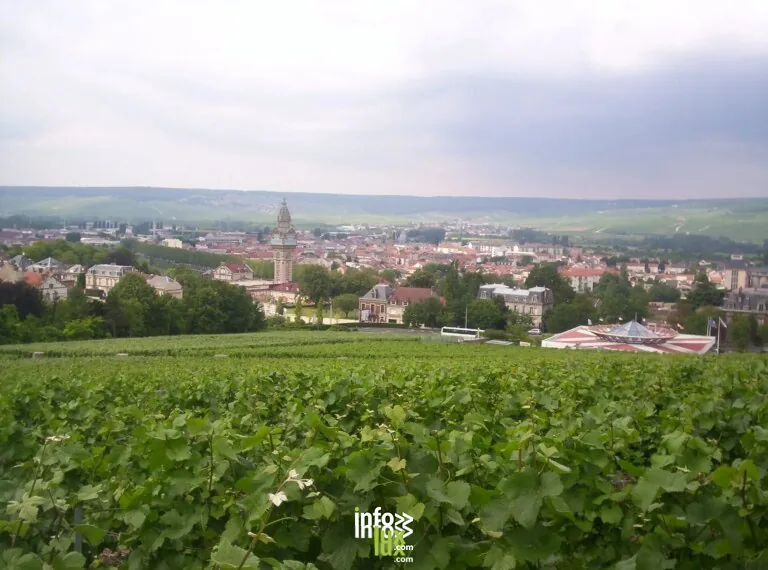 Épernay > Exposition > Exposition Vignes en Champagne. Innovations et encépagement, une épopée collective