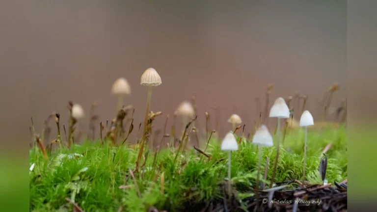 Anlier > Atelier photo > Mise en scène des champignons en forêt avec Nature Attitude (14 novembre 2026)
